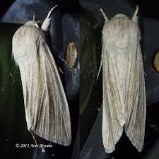 Attēlu rezultāti vaicājumam “Heterotrichia insignis (syn. Arcyria insignis)”