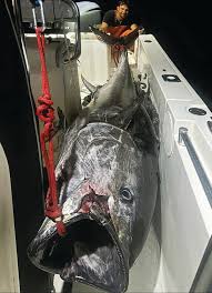 Image result for giant tuna
