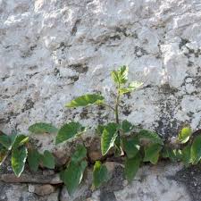Attēlu rezultāti vaicājumam “Campanula rapunculoides leaf”