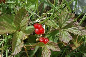 Attēlu rezultāti vaicājumam “Rubus saxatilis fruit”