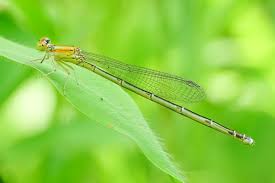 Attēlu rezultāti vaicājumam “Coenagrionidae”