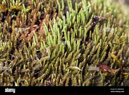 Attēlu rezultāti vaicājumam “Jungermannia sphaerocarpa sporophyte”