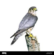 Image result for Falco columbarius