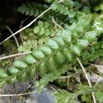 Attēlu rezultāti vaicājumam “Asplenium viride”