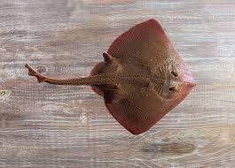 Image result for Raja polystigma