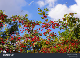 Attēlu rezultāti vaicājumam “Cotoneaster multiflorus fruit”