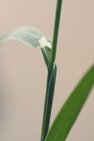 Attēlu rezultāti vaicājumam “Phleum pratense”