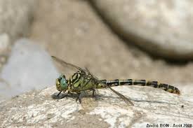 Attēlu rezultāti vaicājumam “Onychogomphus forcipatus”