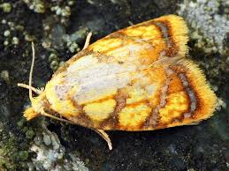 Attēlu rezultāti vaicājumam “Acleris bergmanniana”