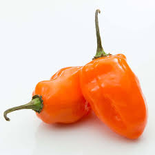 Afbeeldingsresultaat voor orange habanero hot pepper