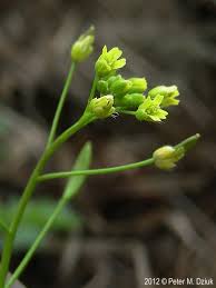 Attēlu rezultāti vaicājumam “Draba nemorosa fruit”