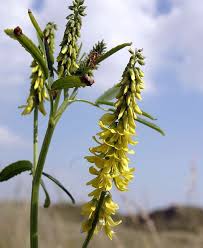 Attēlu rezultāti vaicājumam “Melilotus”