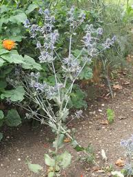 Attēlu rezultāti vaicājumam “Eryngium planum”