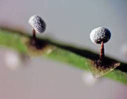 Attēlu rezultāti vaicājumam “Physarum bryocorticola macro”