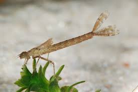 Attēlu rezultāti vaicājumam “Erythromma najas”