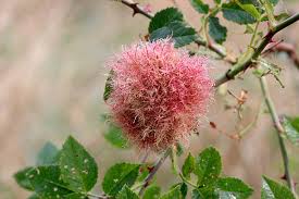 Attēlu rezultāti vaicājumam “Diplolepis rosae”