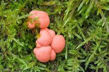 Attēlu rezultāti vaicājumam “Lycogala confusum”