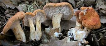 Attēlu rezultāti vaicājumam “Hydnum rufescens”