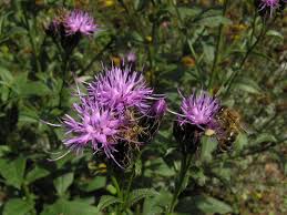 Attēlu rezultāti vaicājumam “Serratula tinctoria”