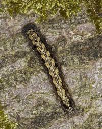 Attēlu rezultāti vaicājumam “Orthosia munda”