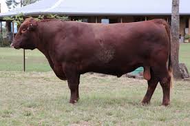 Image result for angusyoun