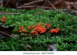 Attēlu rezultāti vaicājumam “Trichia sp.”