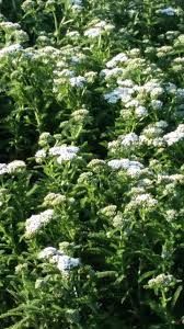 Attēlu rezultāti vaicājumam “Achillea salicifolia flower”