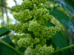 Attēlu rezultāti vaicājumam “Rhus typhina flower”