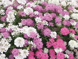 Image result for Iberis umbellata