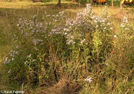 Image result for Aster lanceolatus