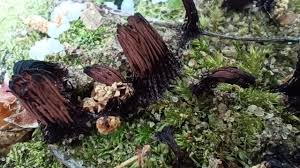 Attēlu rezultāti vaicājumam “Symphytocarpus flaccidus spores”