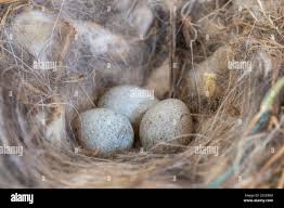 Attēlu rezultāti vaicājumam “Erithacus rubecula eggs”