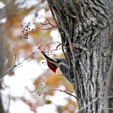 Attēlu rezultāti vaicājumam “Parthenocissus quinquefolia fruit”