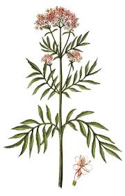 Attēlu rezultāti vaicājumam “Valeriana officinalis”