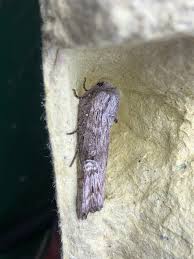 Attēlu rezultāti vaicājumam “Lithomoia solidaginis”