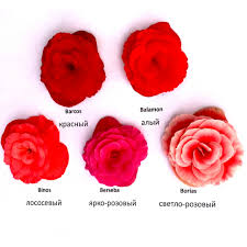 Image result for Бегония Элатиор 12х22 4601887072423