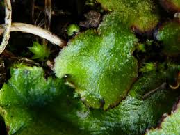 Attēlu rezultāti vaicājumam “Reboulia hemisphaerica”