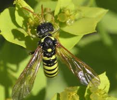 Attēlu rezultāti vaicājumam “Tenthredinidae”