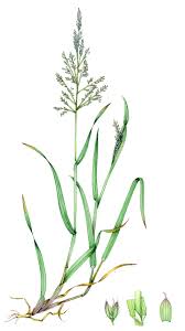 Attēlu rezultāti vaicājumam “Holcus lanatus”