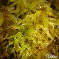 Attēlu rezultāti vaicājumam “Sphagnum centrale sporophyte”