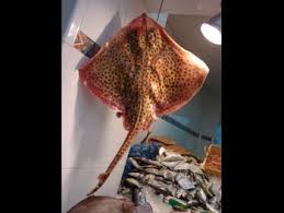 Image result for Raja montagui