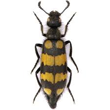 Attēlu rezultāti vaicājumam “Meloe sp. imago”