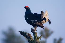 Image result for Tetrao tetrix