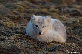 Image result for Lagopus lagopus