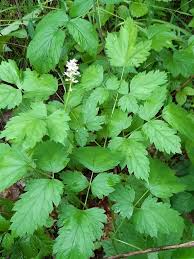 Attēlu rezultāti vaicājumam “Actaea spicata”