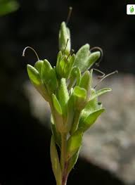 Attēlu rezultāti vaicājumam “Veronica scutellata bud”