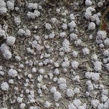 Attēlu rezultāti vaicājumam “Pertusaria albescens”