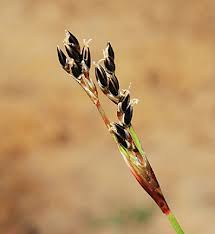 Attēlu rezultāti vaicājumam “Juncus squarrosus”