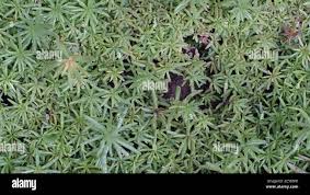 Attēlu rezultāti vaicājumam “Pogonatum urnigerum”