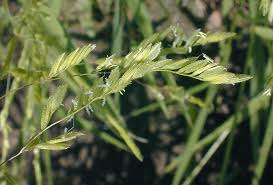 Attēlu rezultāti vaicājumam “Leersia oryzoides”